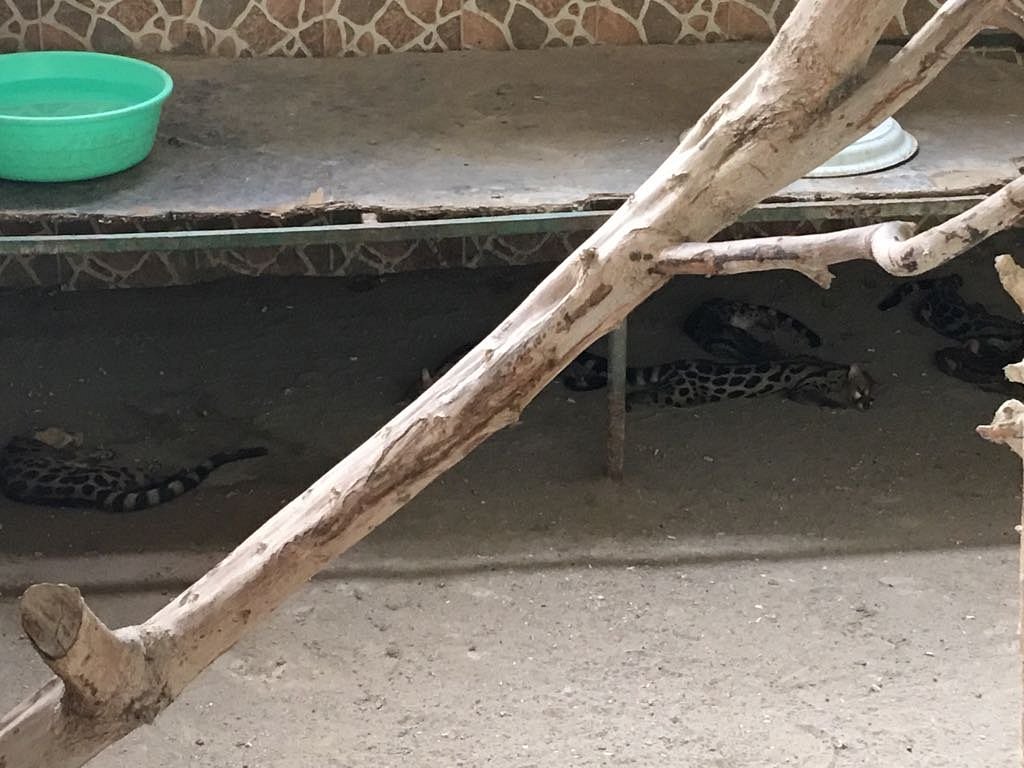 Barka Zoo: An Naman Park in Oman has 5 amazing ameneties.