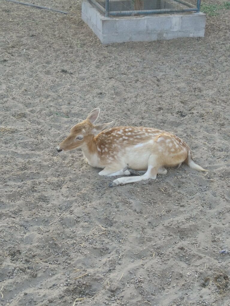 Barka Zoo: An Naman Park in Oman has 5 amazing ameneties.