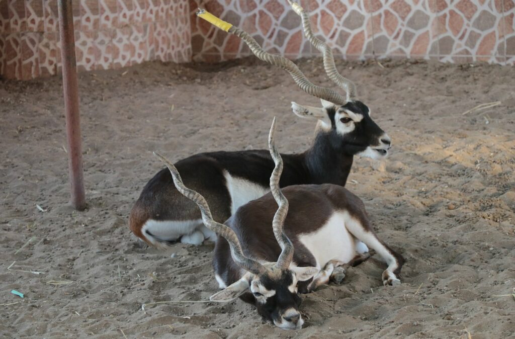 Barka Zoo: An Naman Park in Oman has 5 amazing ameneties.