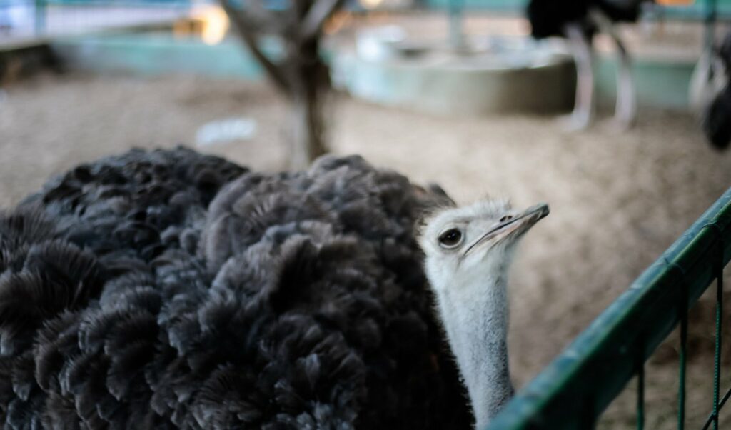 Barka Zoo: An Naman Park in Oman has 5 amazing ameneties.