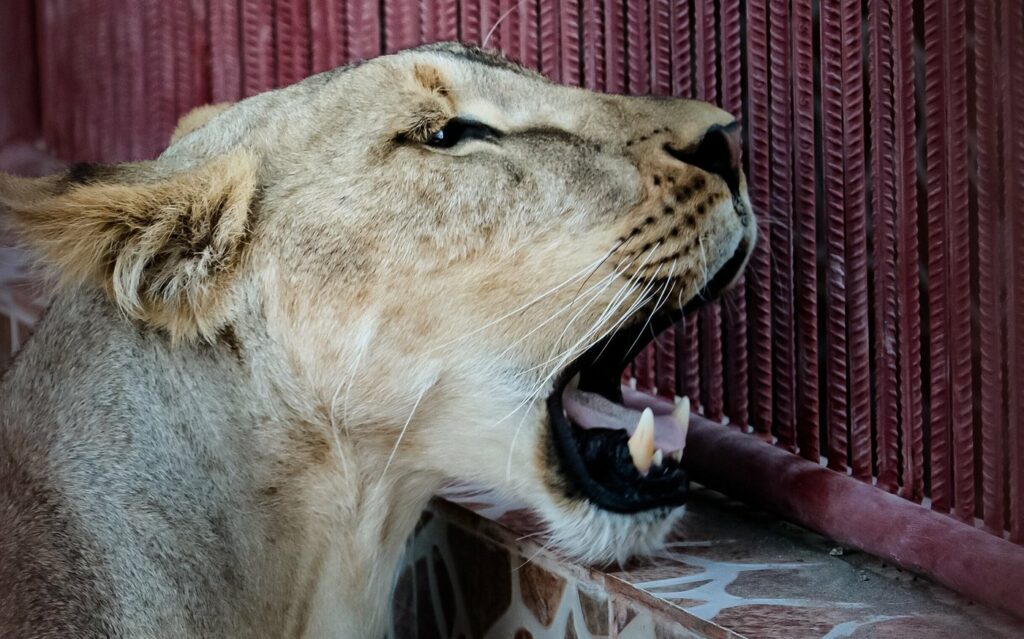 Barka Zoo: An Naman Park in Oman has 5 amazing ameneties.