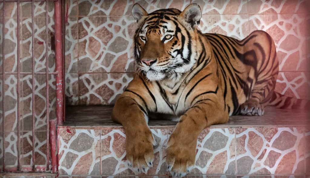 Barka Zoo: An Naman Park in Oman has 5 amazing ameneties.