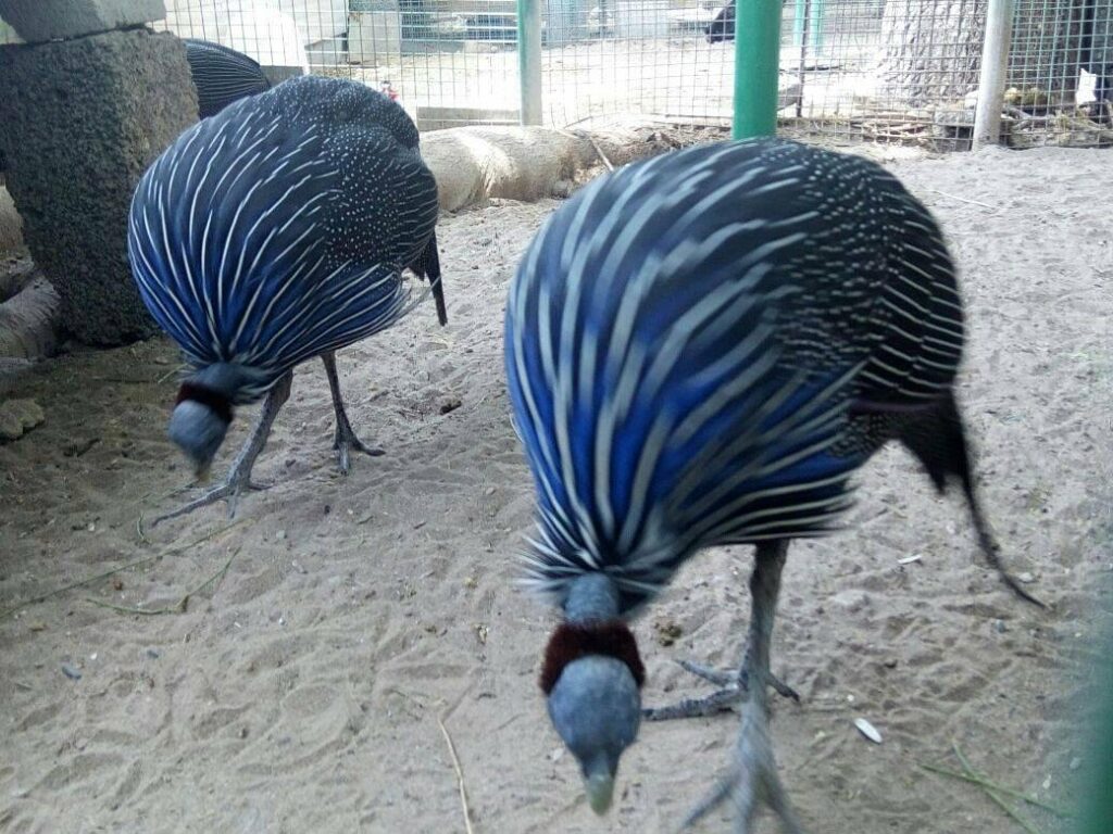 Barka Zoo: An Naman Park in Oman has 5 amazing ameneties.