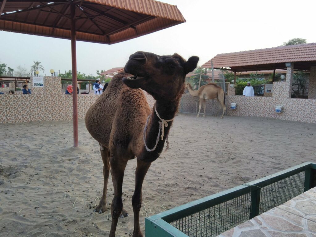 Barka Zoo: An Naman Park in Oman has 5 amazing ameneties.