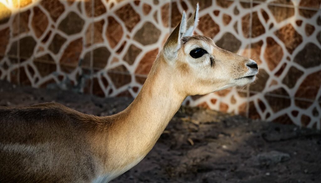 Barka Zoo: An Naman Park in Oman has 5 amazing ameneties.